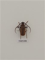 藏品(柑橘鋸天牛)的圖片